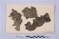 藏品(麥氏裸緣梅衣)的圖片